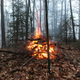 Illustration for article titled Perfect Bonfire Weather